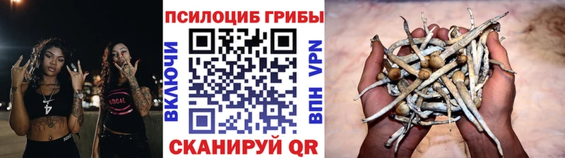 купить закладку  Железногорск-Илимский  Галлюциногенные грибы Psilocybe 